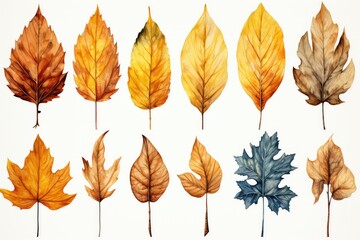collection of autumn leaves