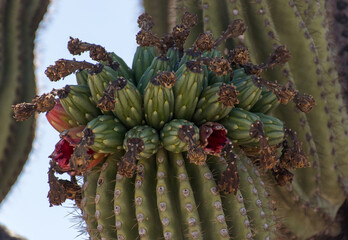 Vibrant Saguaro Cactus and Fresh Fruits Amidst Arizona's Desert