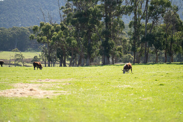 bull in a paddock on a farm