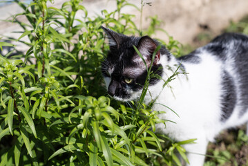 Black and White Cat in Tall Grass