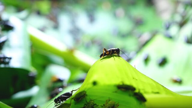 Black House cricket or Gryllid perched on a brightly lit green banana leaf	