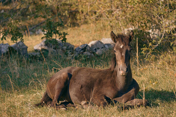 Young Brown Wild Horse Resting on Mostar Plateau