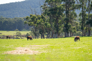 murray grey cows on a farm in australia