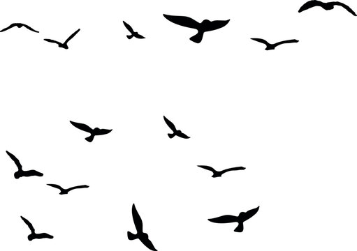 birds in flight	