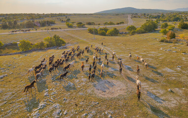 Aerial View of Wild Horses in Mostar Plateau