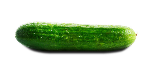 Wet green ripe cucumber closeup isolated on transparent. Panorama. PNG.