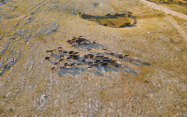 Aerial View of Wild Horses in Mostar Plateau