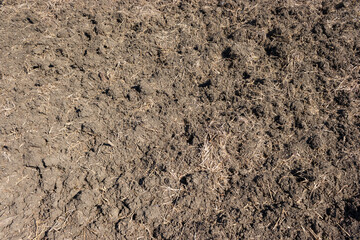 Soil texture, woodland, natural background. Flat lay texture