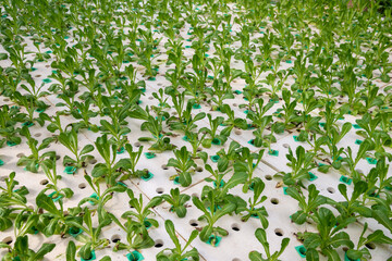 Dying green lettuce on hydroponic system