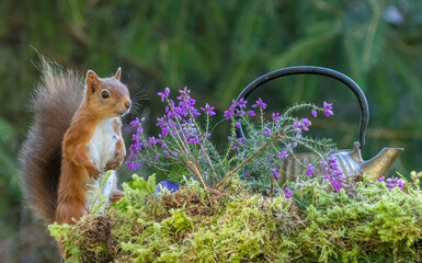 Curious little scottish red squirrel investigating an old brass antique teapot in purple heather © Sarah