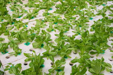 Dying green lettuce on hydroponic system