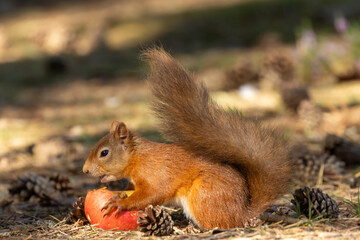 Naklejka na ściany i meble Cute scottish red squirrel eating a tasty apple in the woodland