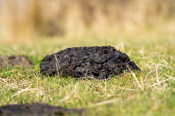 Naklejka na ściany i meble Cow dung and manure in a field on a farm