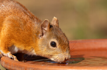 Close up portrait of a beautiful scottish red squirrel having a drink of water from a ceramic bowl in the sunshine 