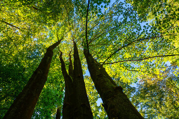 Treetops of beech (fagus) trees in a  german forest in Iserlohn, Sauerland,  on a bright summer day with bright green foliage, 3 strong trunks seen from below in frog perspective with blue sky. - obrazy, fototapety, plakaty