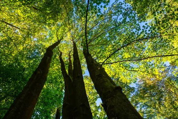 Wandcirkels tuinposter Treetops of beech (fagus) trees in a  german forest in Iserlohn, Sauerland,  on a bright summer day with bright green foliage, 3 strong trunks seen from below in frog perspective with blue sky. © ON-Photography