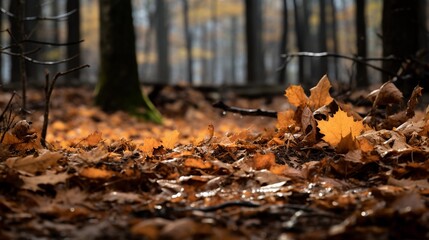 Obraz premium Autumn landscape, creative autumn pictures