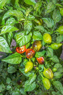 Sweet piquant&eacute; pepper plant (Capsicum baccatum), Cape Town, Africa