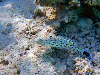 Speckled sandperch fish - Parapercis hexophtalma