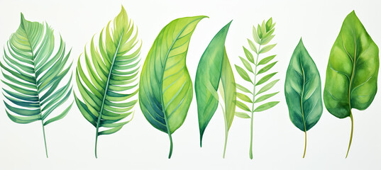 Green leaves of tropical plants bush floral arrangement indoors garden nature backdrop isolated on white background