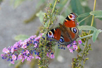 European peacock butterfly (Aglais io) perched on summer lilac in Zurich, Switzerland