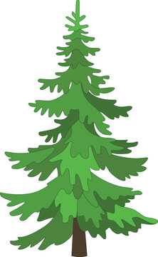 Tall Spruce, coniferous evergreen tree - vector full color picture. Christmas tree, stylized image of a plant.