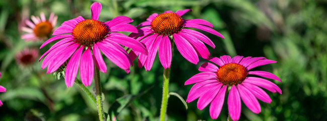 Fototapeta premium Purple coneflower on a background of green leaves.