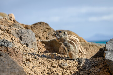 Barbary Ground Squirrel on a beach at Morro Jable, Fuerteventura. The animal is sitting on rocks eating a nut that it is holding in its paws. The ocean is visible in the background