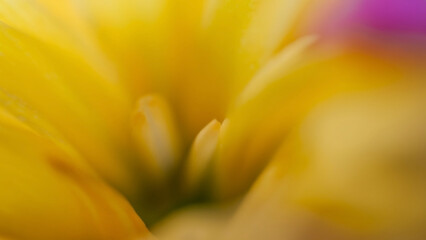 Dreamy blurry romantic floral macro photo background with leaves and beautiful flowers as concept of blossom garden and nature organic life
