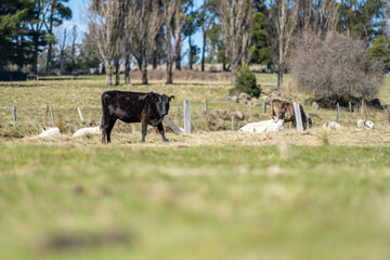 murray grey cows on a farm in australia