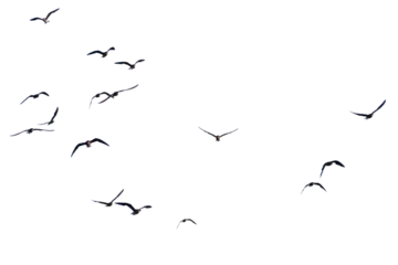 Zelfklevend Fotobehang A real photo of a bird in flight on a transparent background. © I LOVE PNG