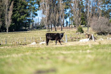 murray grey cows on a farm in australia