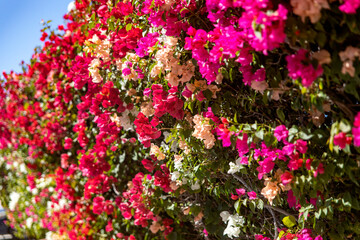 Obraz na płótnie Canvas Bougainvillea mural which is a climbing plant that grows in caliphate and desert environments, without the need for water and with beautiful colors.