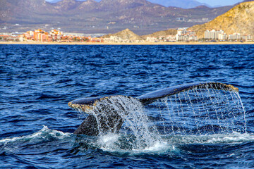 Humpback whale tail diving in the deep sea in the Cabo San Lucas arch, this place is where this...