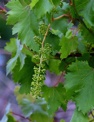An immature grape cluster hanging on its vine.