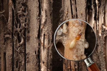 Group of the small termite destroy timber, termites eat wood and destroy buildings, magnifying glass can clearly see large termites © chomplearn_2001