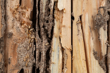 Group of the small termite destroy timber, termites eat wood and destroy buildings