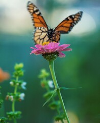 butterfly and flower