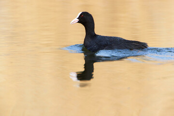 A Coot in a Park, Ziegeleipark Heilbronn, Germany, Europe