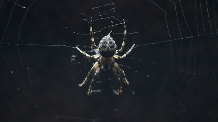 Creepy large spider under lit symmetrical