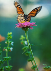 butterfly and flowers