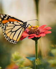butterfly and flower