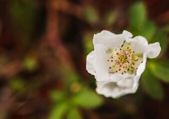 flowers in the garden