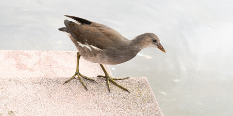 Blesshühner