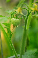 close up of a tomato plant