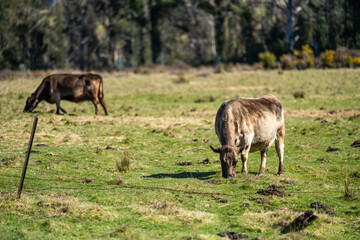 beef cows in a paddock free range