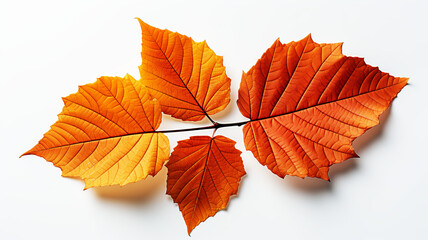 Obraz premium Yellow and red tree leaves, isolated on white background. Autumn background concept. AI generated.