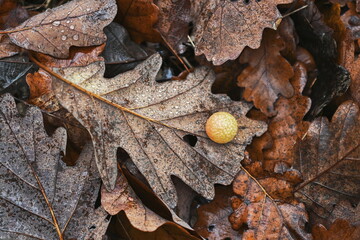 Fallen oak leaf with yellow Oak Galls