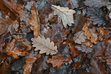 Oak leaves on the ground in the morning dew