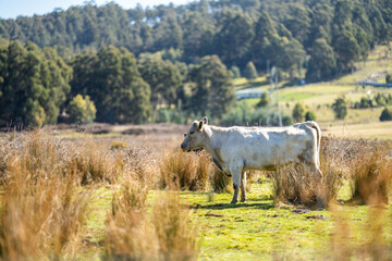 murray grey cows on a farm in australia